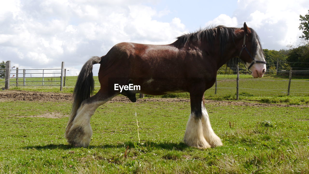 Horse standing in ranch making pi