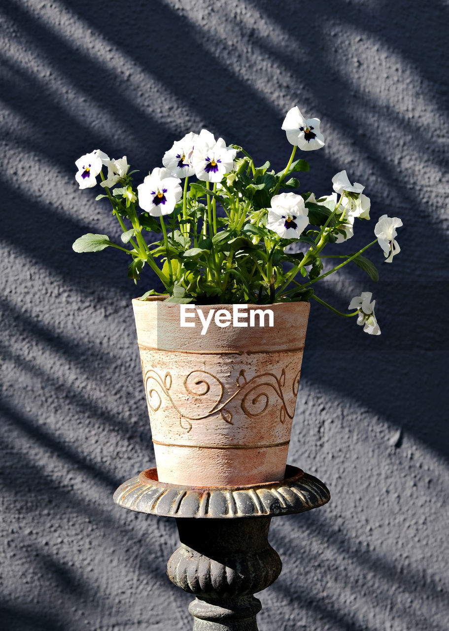 CLOSE-UP OF FLOWER ON TABLE