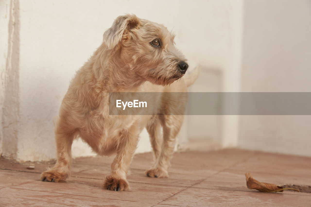 Close-up of a dog looking sideway 