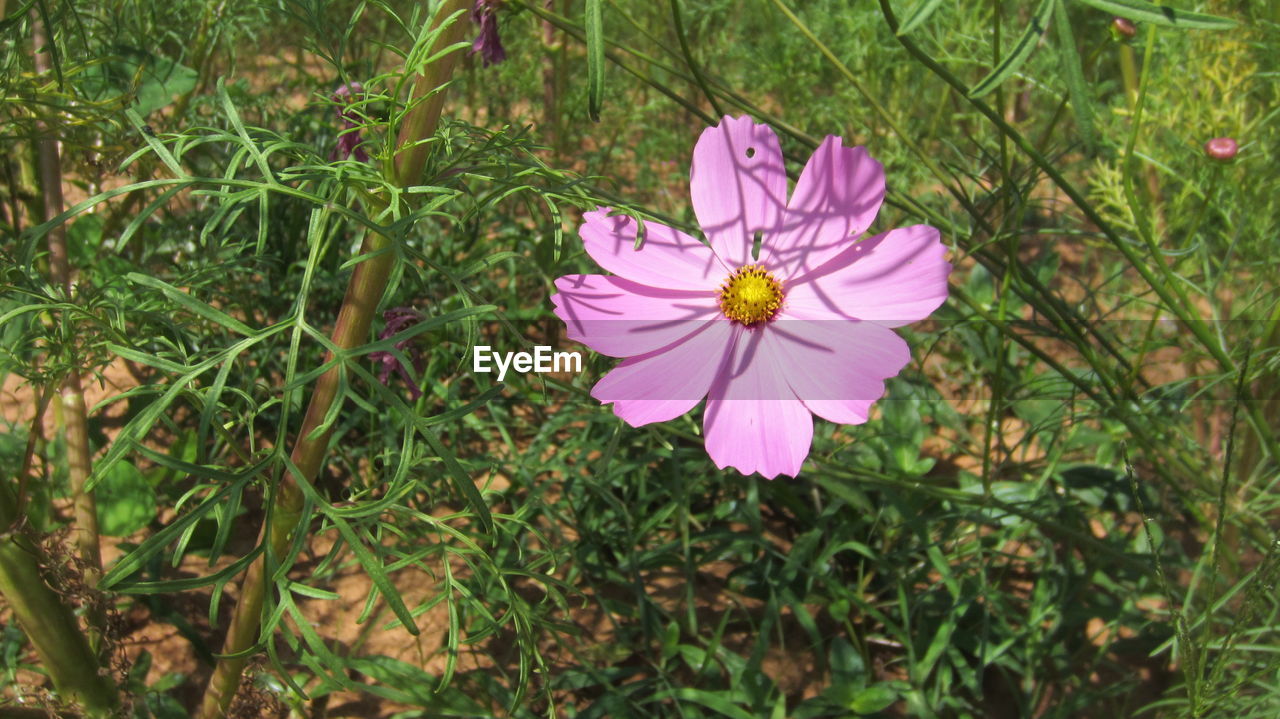 Close-up of pink flower