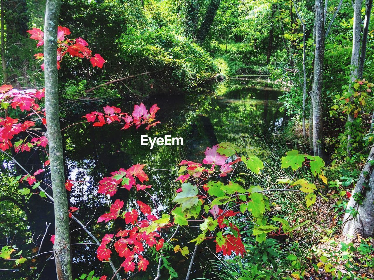 FULL FRAME SHOT OF RED FLOWERS