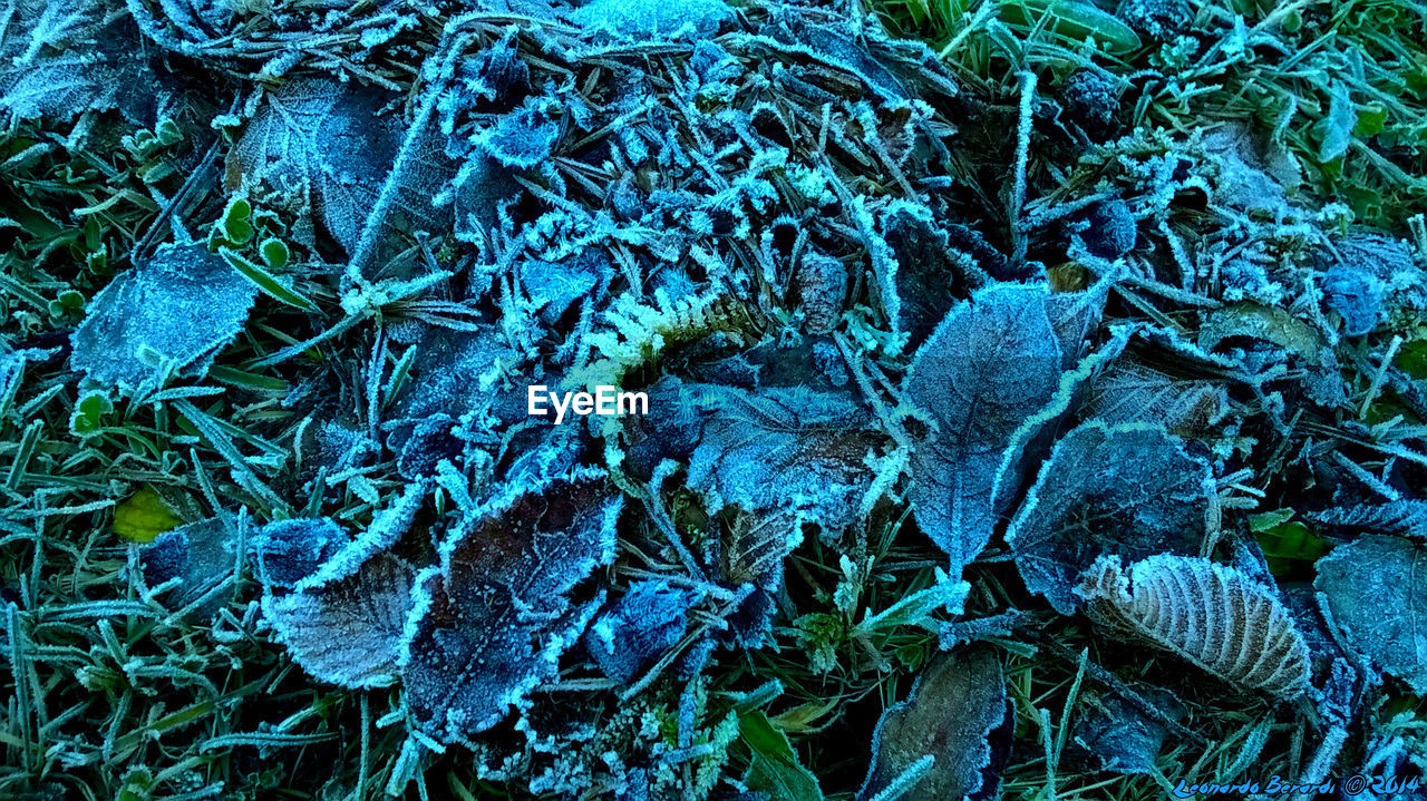 FULL FRAME SHOT OF PLANTS ON SNOW COVERED LAND