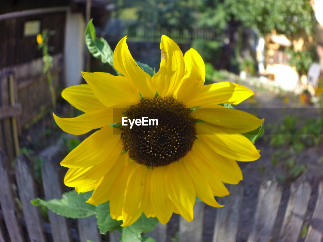 flower, flowering plant, yellow, plant, freshness, flower head, sunflower, beauty in nature, growth, inflorescence, fragility, petal, nature, close-up, focus on foreground, pollen, no people, outdoors, day, wood, springtime, blossom, sunflower seed, botany, summer, vibrant color