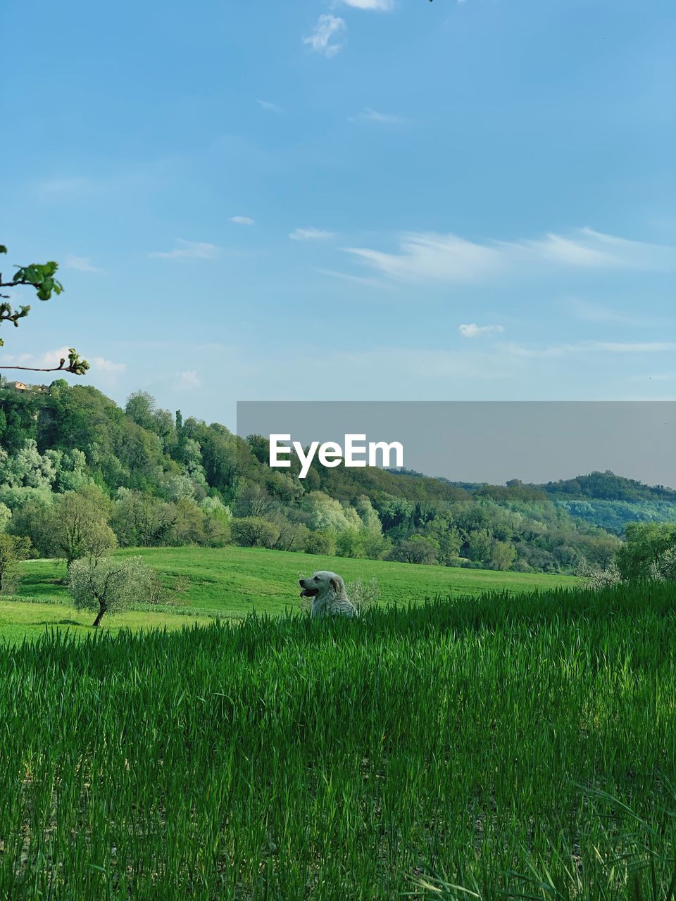 SCENIC VIEW OF AGRICULTURAL LANDSCAPE AGAINST SKY