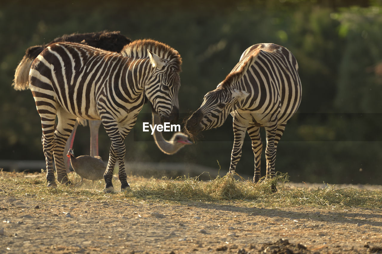 VIEW OF ZEBRA