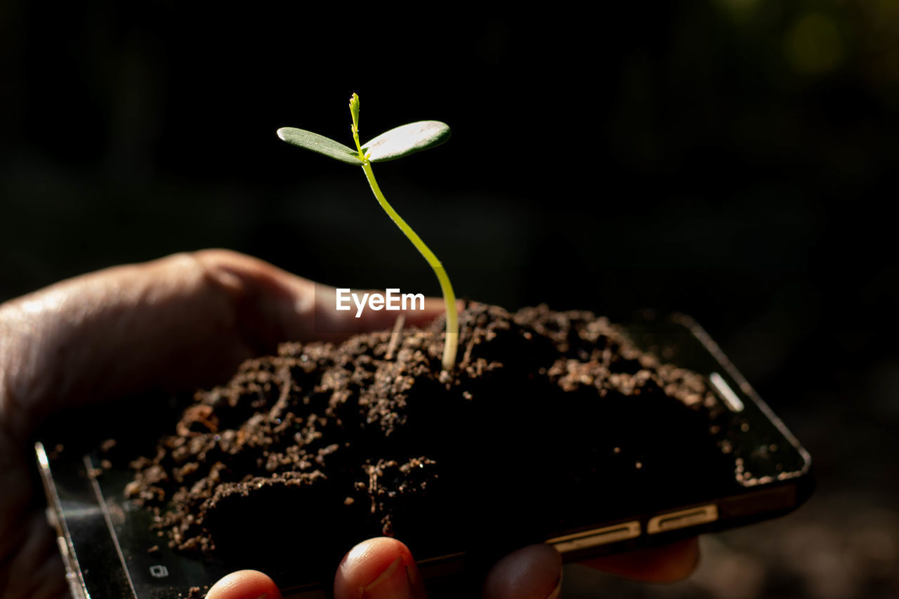 Close-up of hand holding small plant