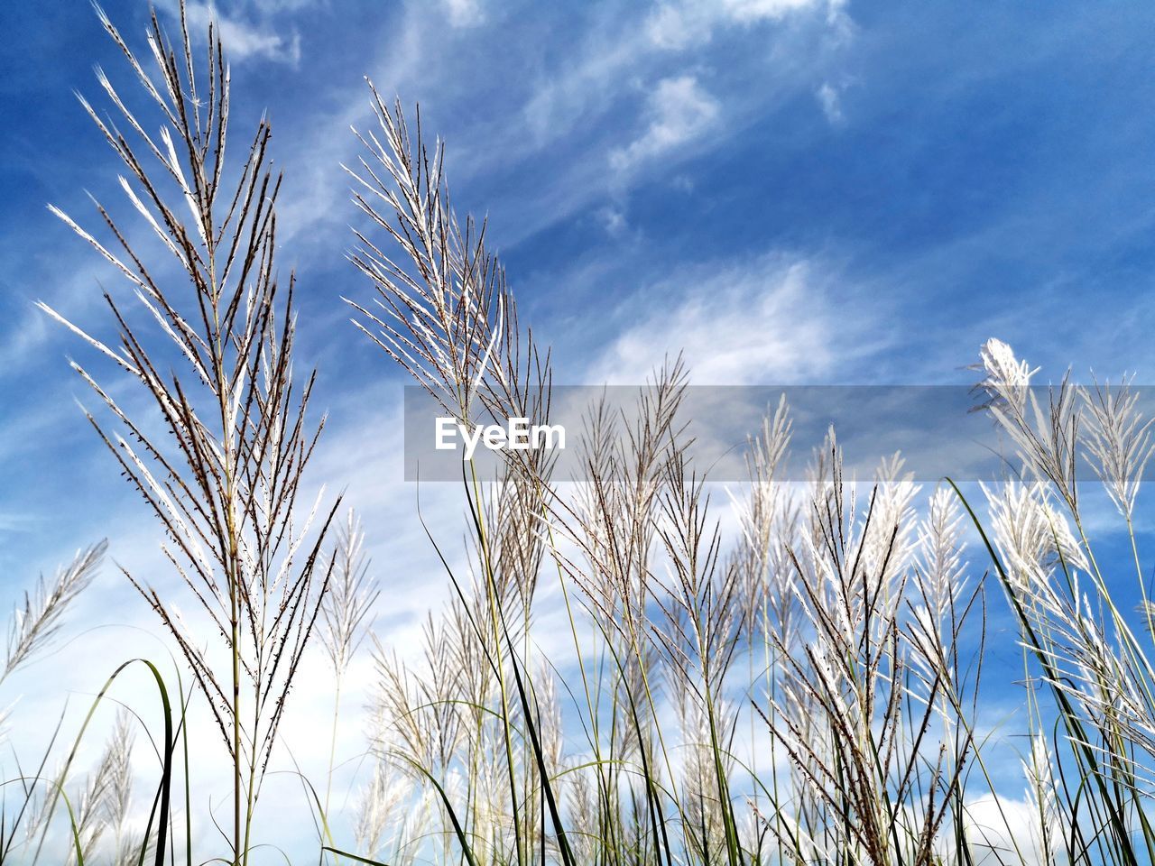 LOW ANGLE VIEW OF STALKS AGAINST SKY