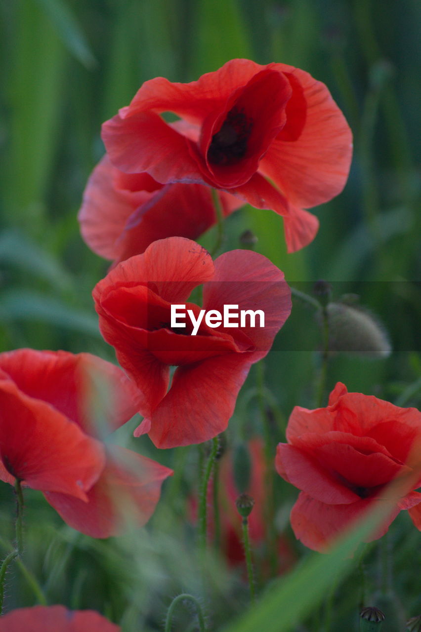 CLOSE-UP OF RED FLOWER