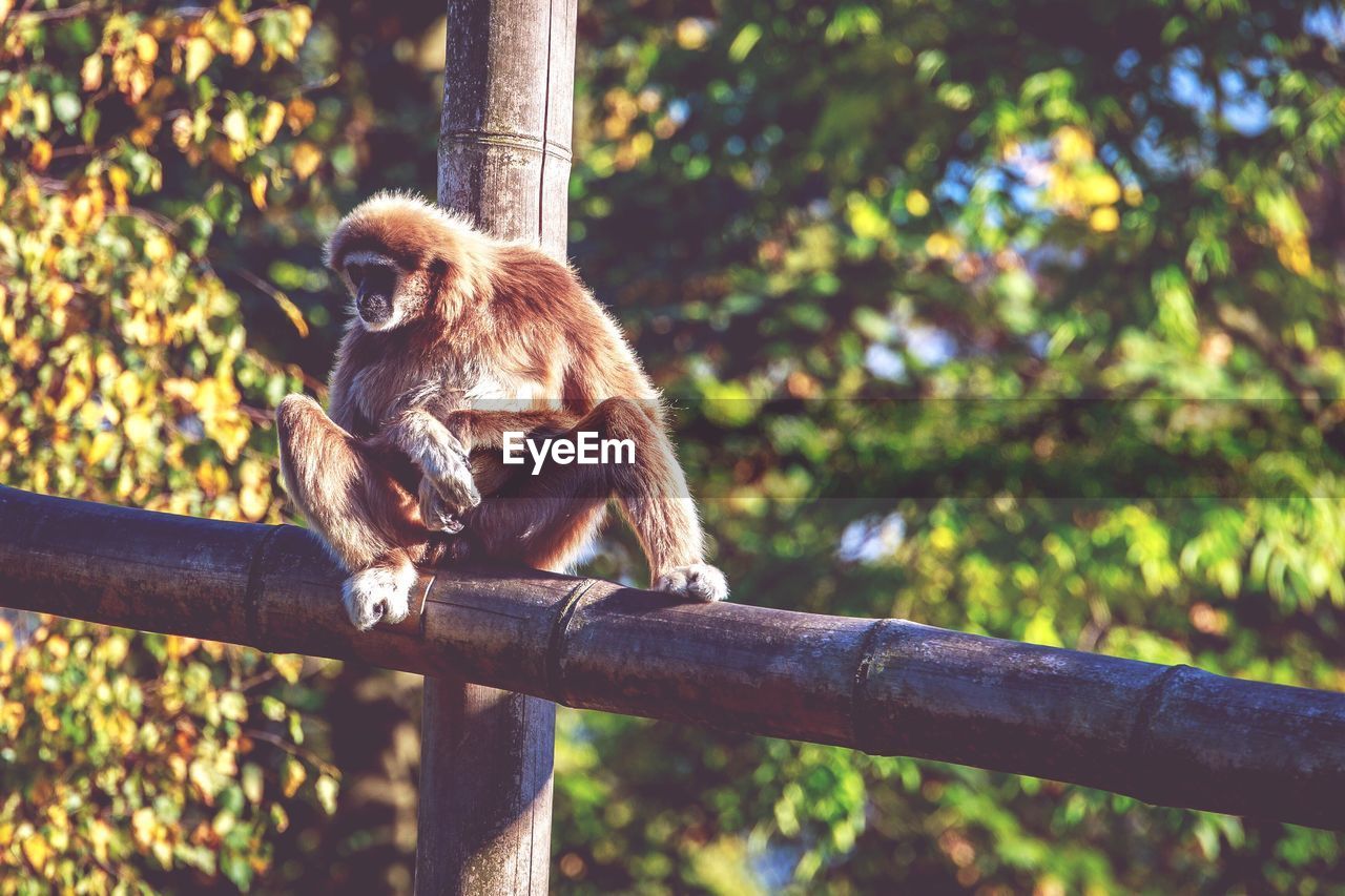 MONKEYS SITTING ON BRANCH