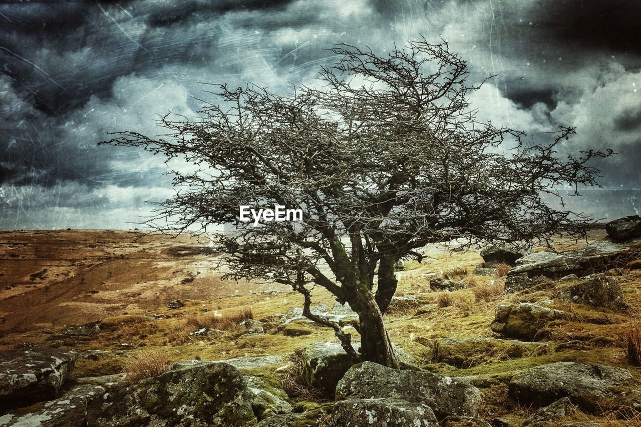 TREES ON LANDSCAPE AGAINST CLOUDY SKY