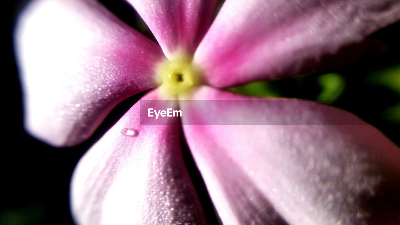 CLOSE-UP OF PINK TULIP FLOWER