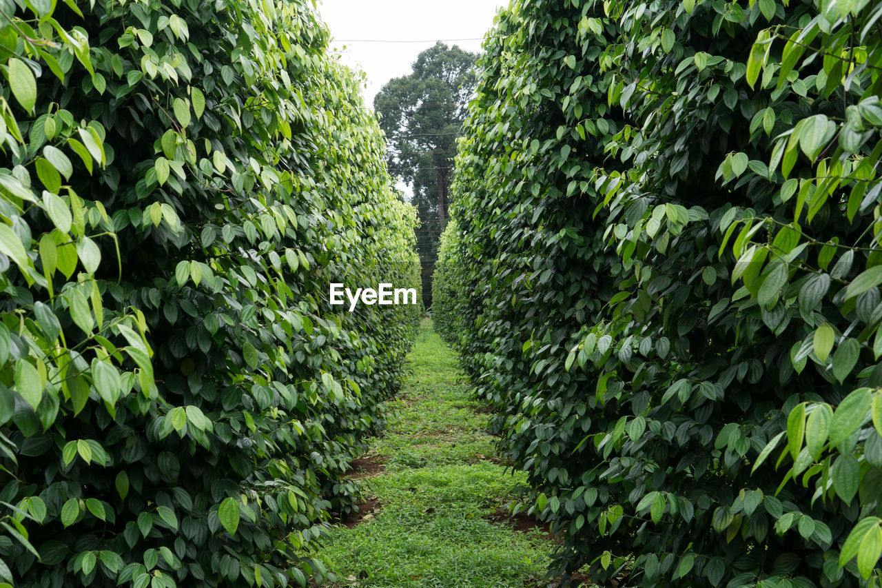 VIEW OF FRESH GREEN PLANTS