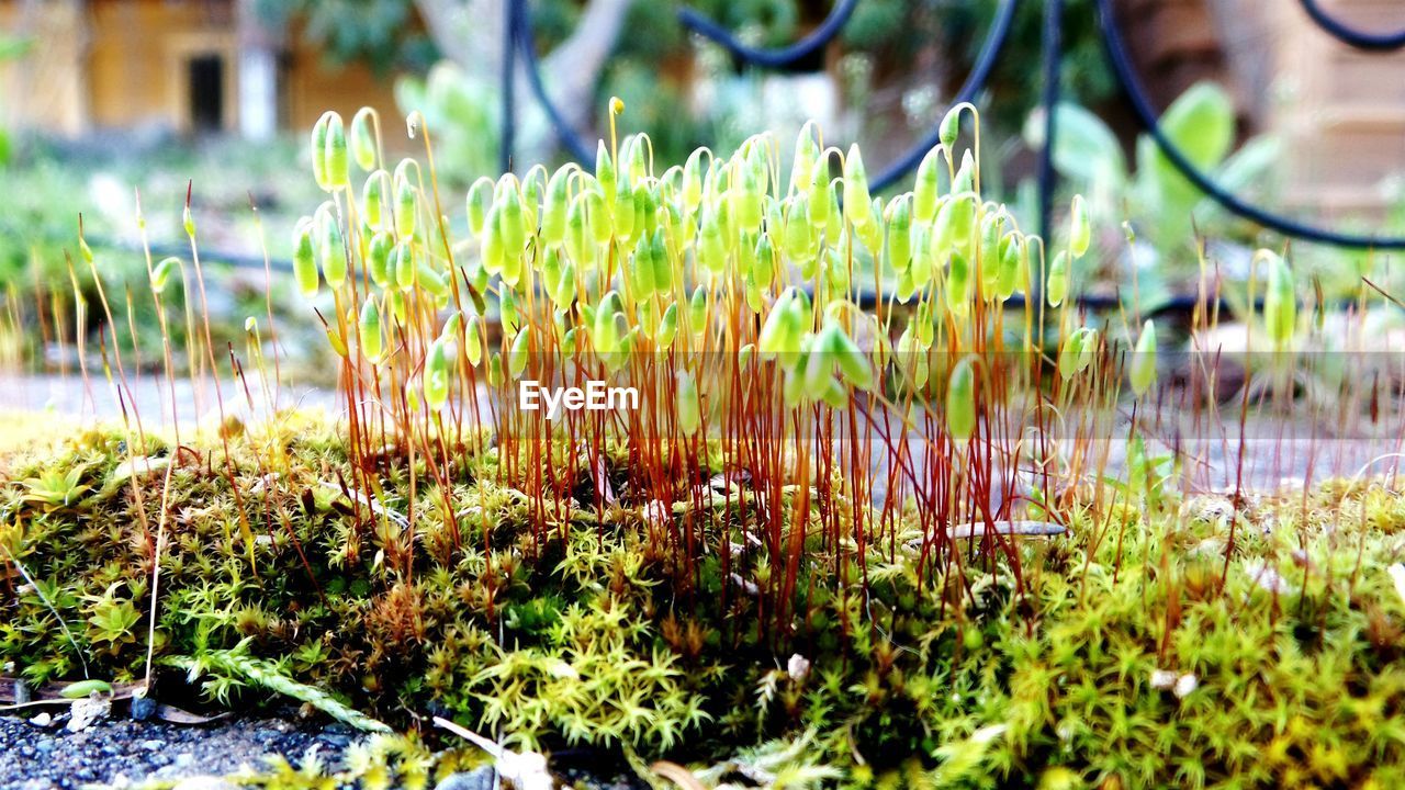 Close-up of plants on sunny day