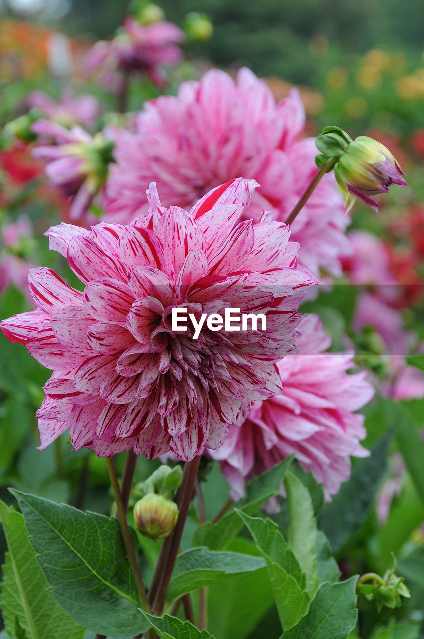 flower, flowering plant, plant, freshness, beauty in nature, pink, close-up, fragility, petal, flower head, inflorescence, nature, growth, plant part, leaf, focus on foreground, no people, outdoors, blossom, springtime, day, dahlia, magenta, botany