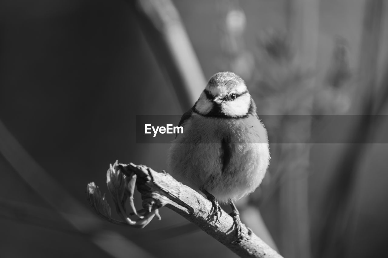 Close-up of bluetit perching on twig