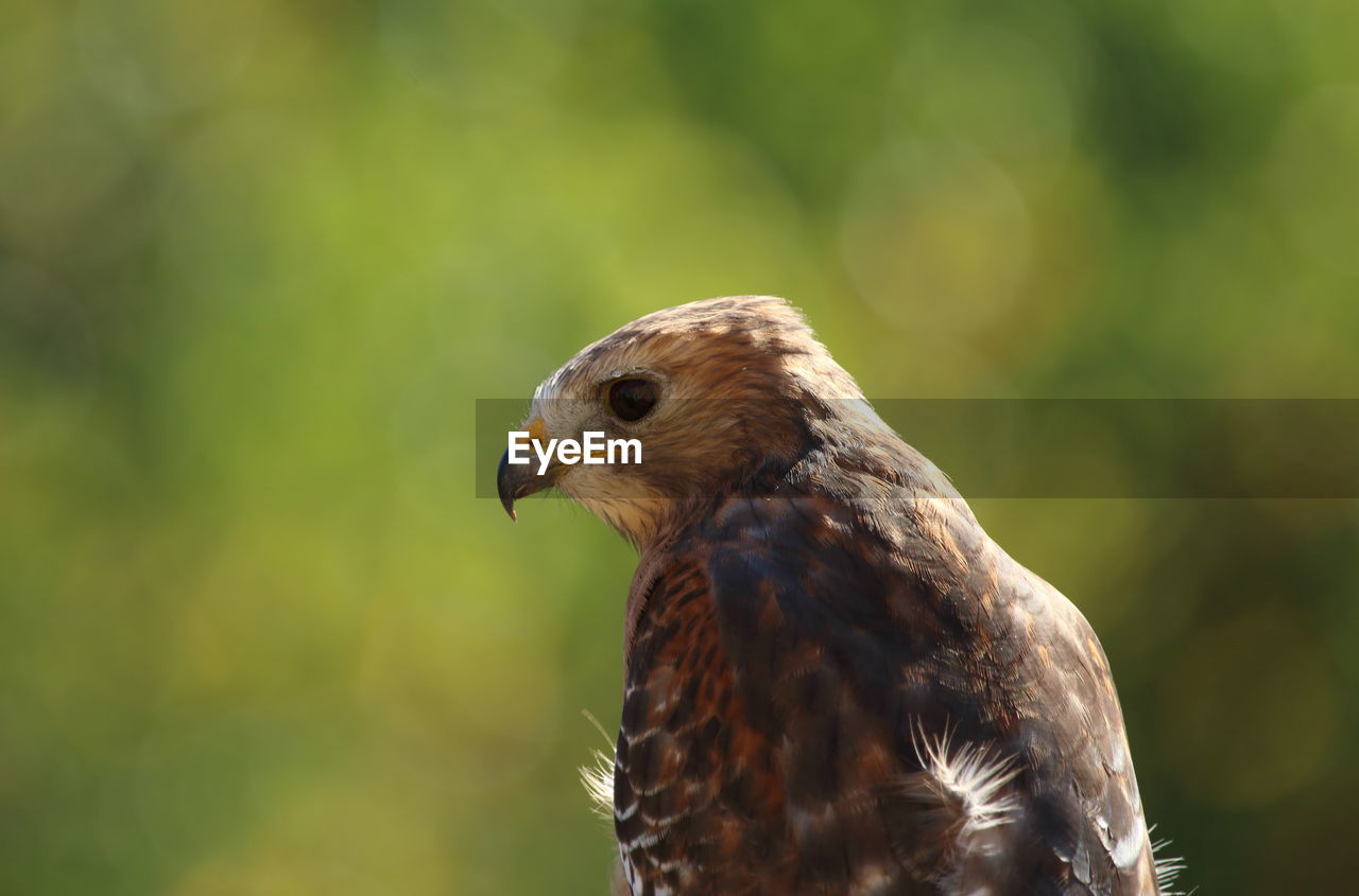 Close-up of eagle