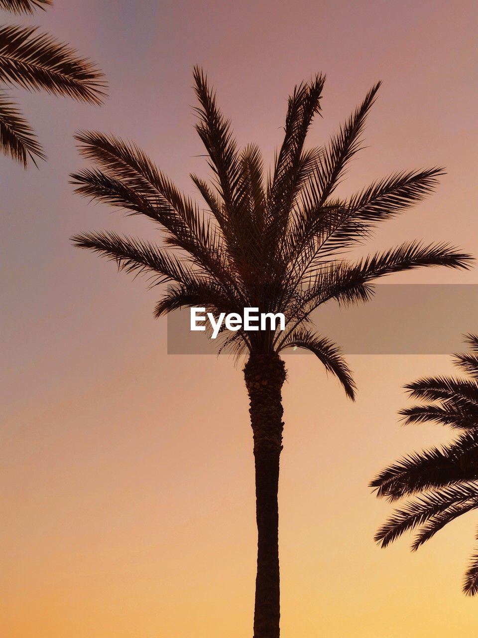 palm tree, tropical climate, tree, sunset, sky, nature, plant, date palm tree, silhouette, beauty in nature, no people, outdoors, tropical tree, scenics - nature, tranquility, land, branch, leaf, savanna, date palm, travel destinations, environment, palm leaf, landscape, borassus flabellifer, orange color, low angle view, growth, holiday, tranquil scene, sun