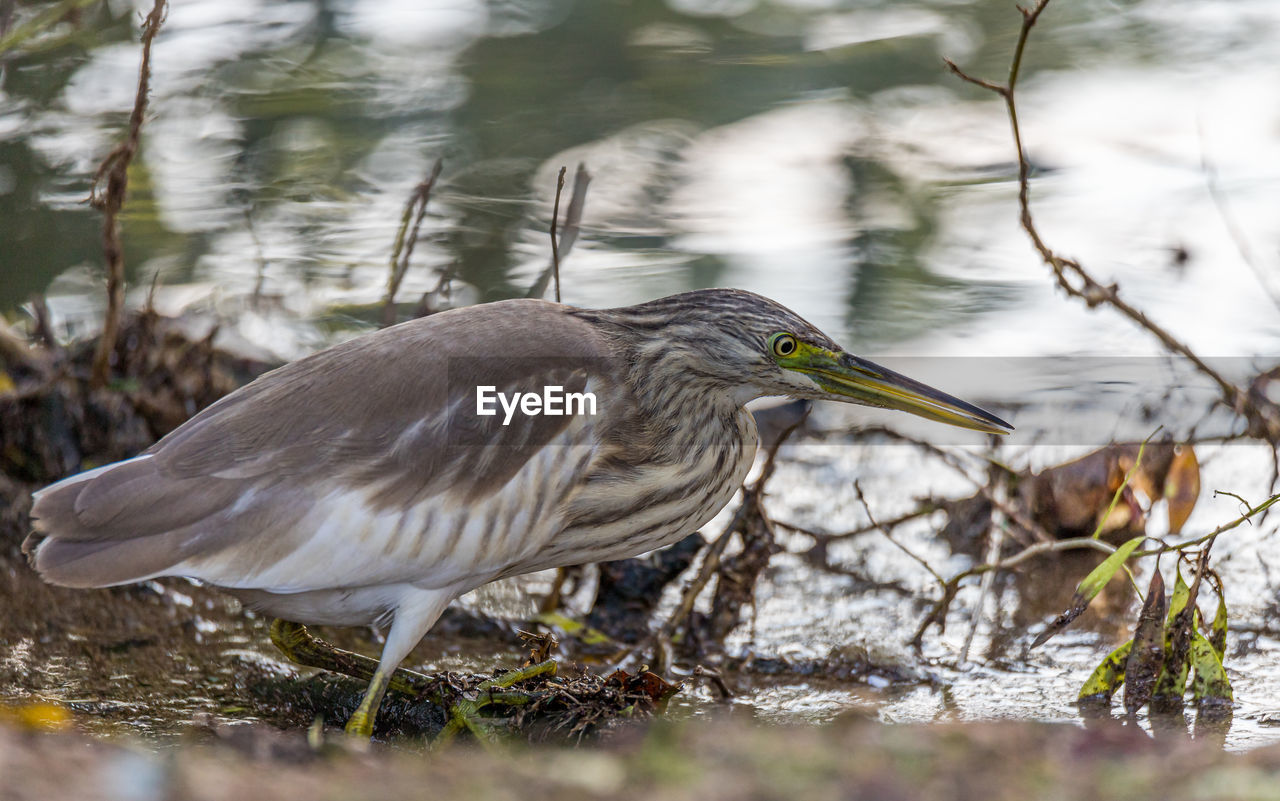 Bird perching on lake shore