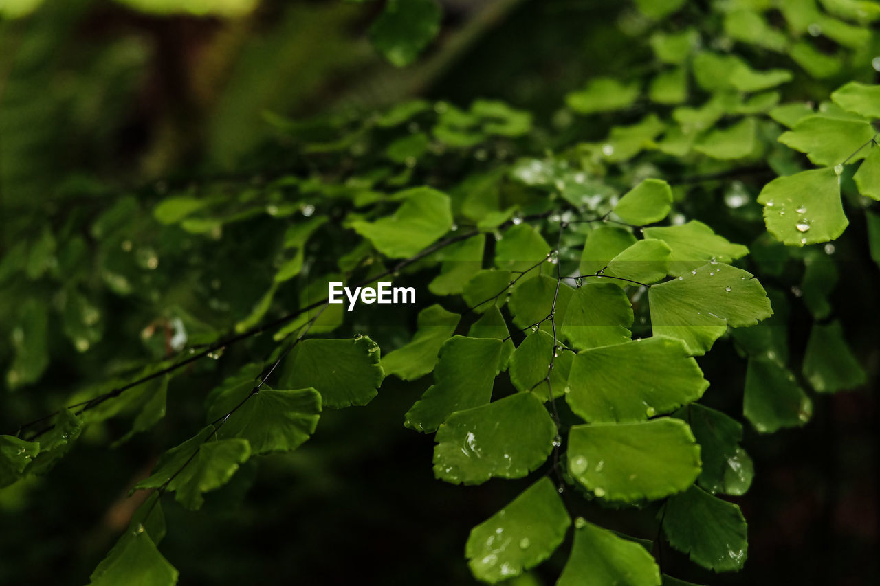 CLOSE-UP OF WET PLANT LEAVES DURING RAINY SEASON