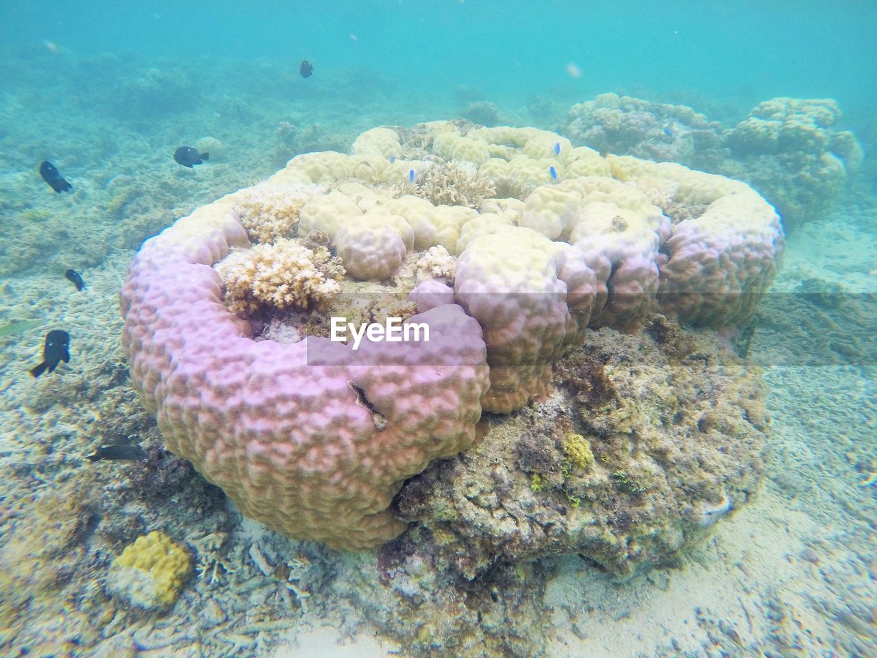CLOSE-UP OF CORAL AND SEA