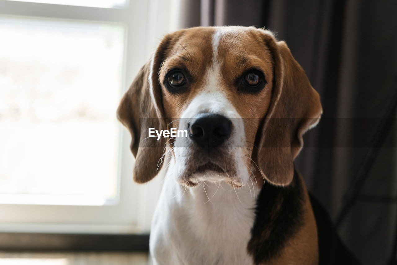 Close-up portrait of a dog of breed beagle, expressive look. muzzle close-up. hanging ears.