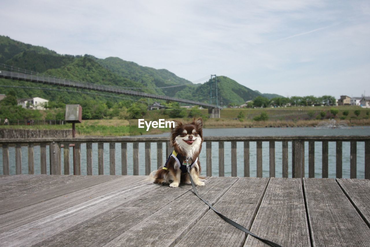 Chihuahua sitting on pier by bridge over river against sky