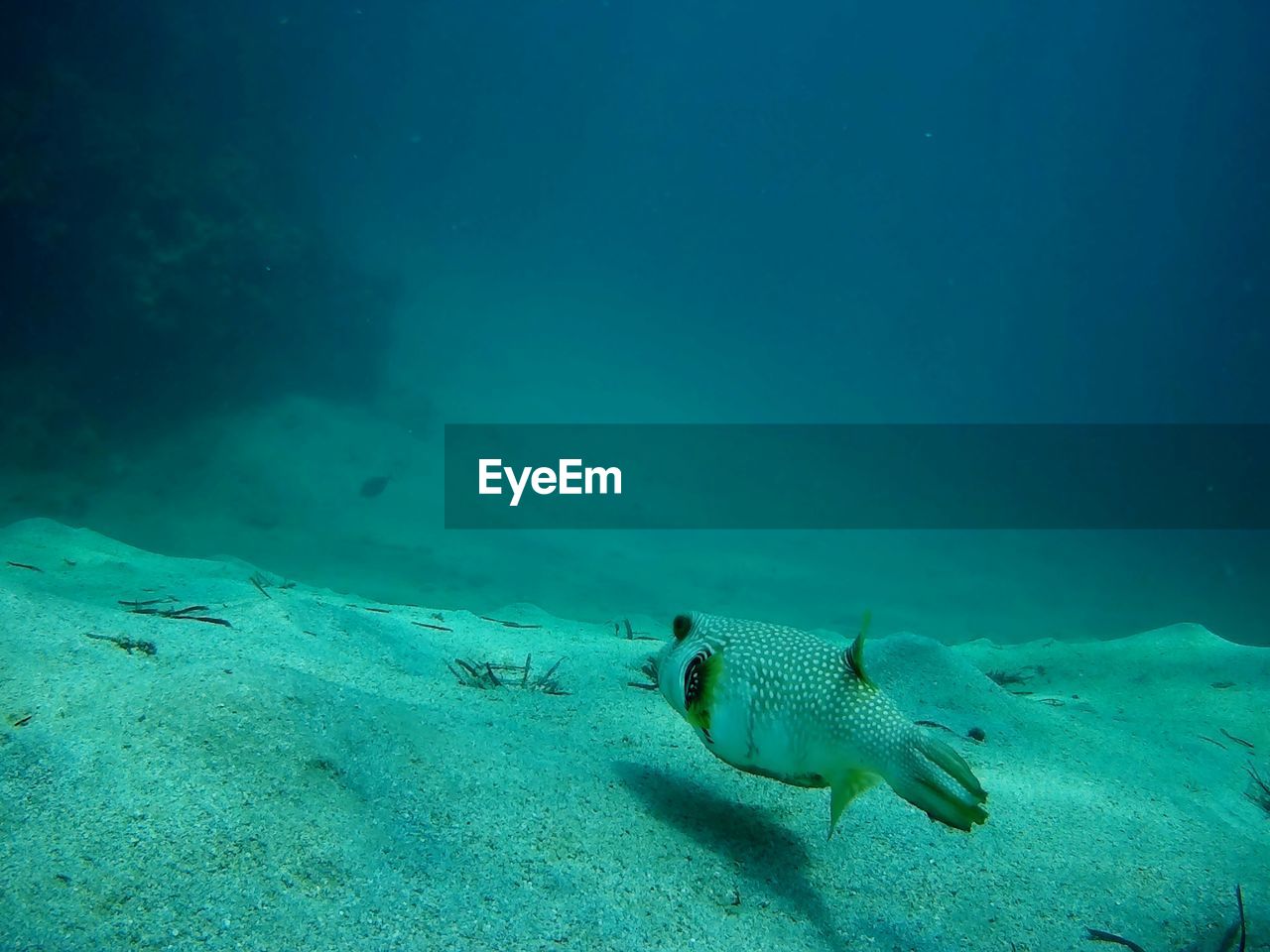 Beautiful tropical fish, marsa alam, egypt