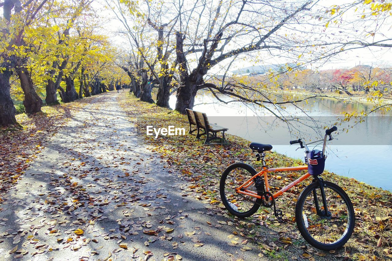 BICYCLE PARKED ON TREE