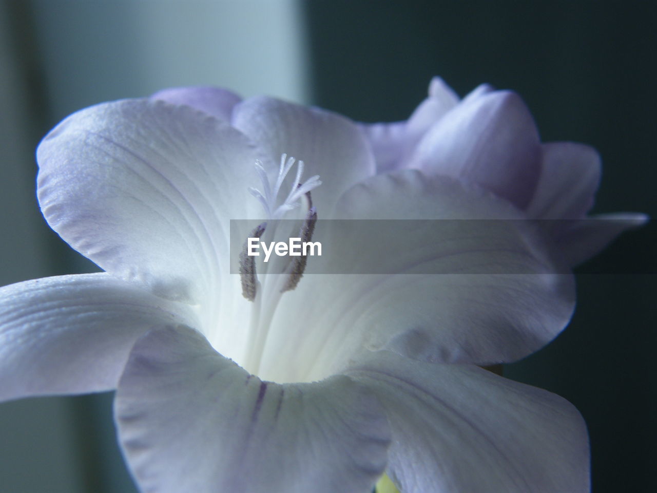 CLOSE-UP OF WHITE DAISY FLOWER