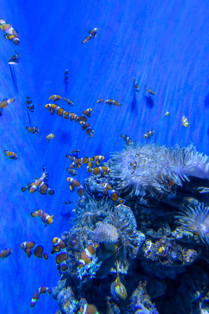 FLOCK OF FISH SWIMMING IN SEA