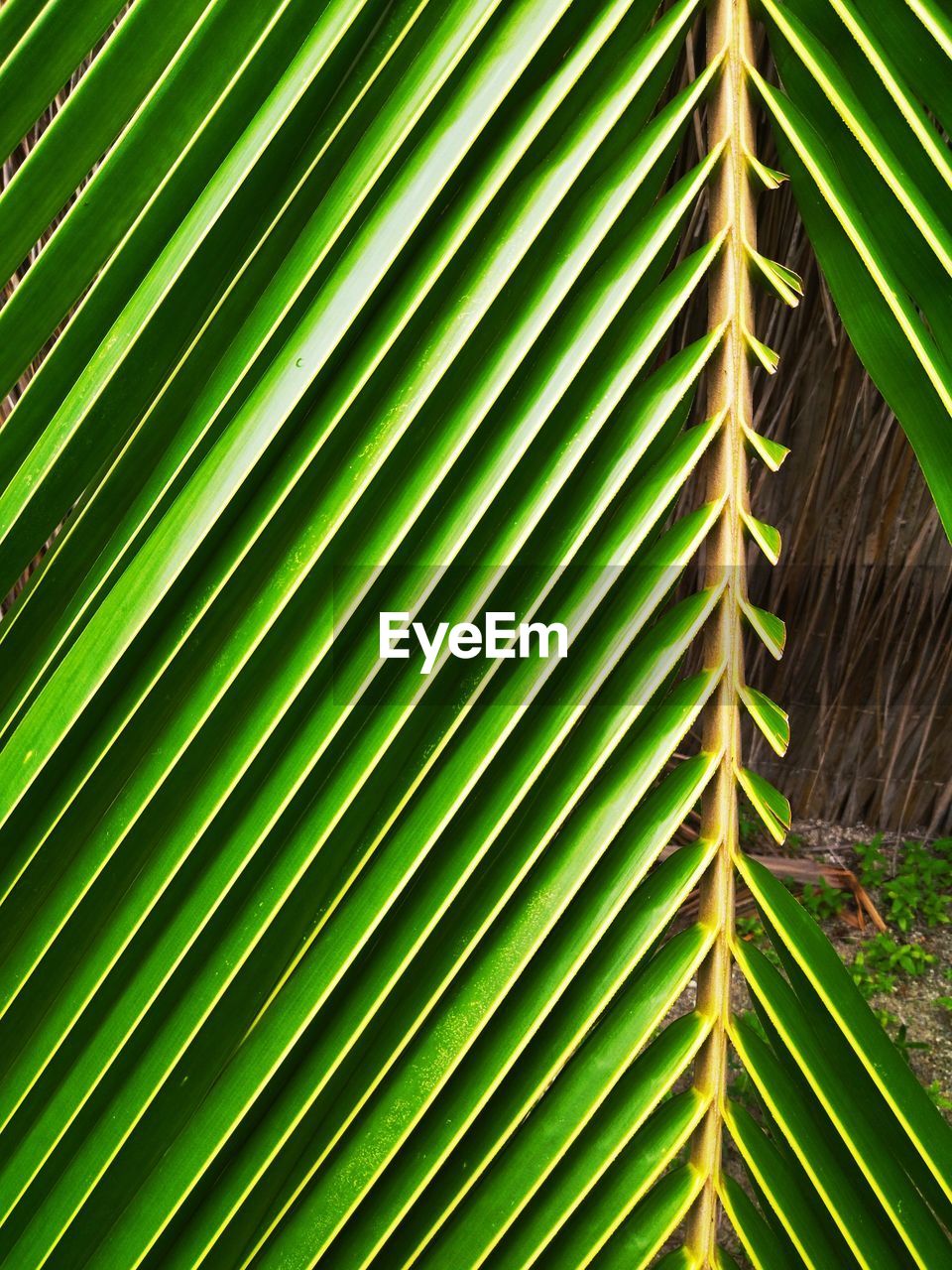 CLOSE-UP OF PALM TREE