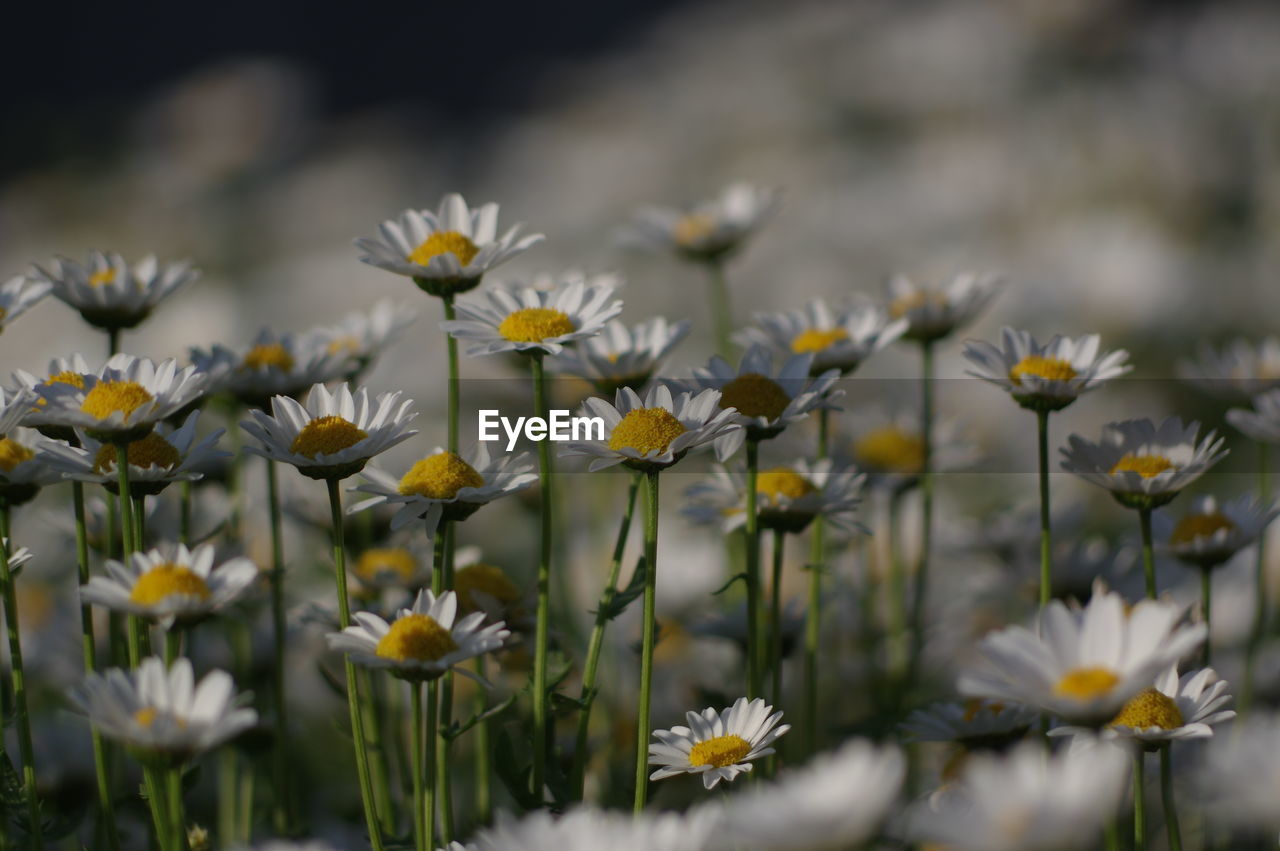 CLOSE-UP OF FRESH WHITE FLOWERS