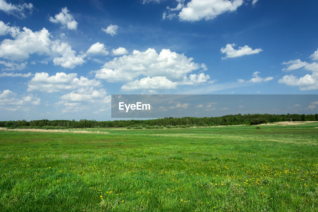 Scenic view of field against sky