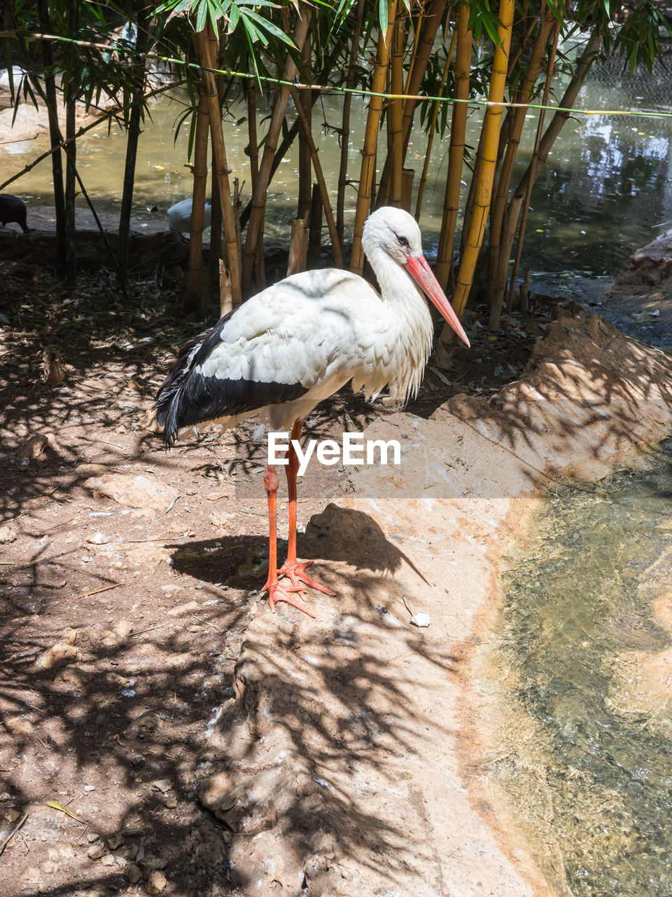 Side view of white stork by pond at zoo