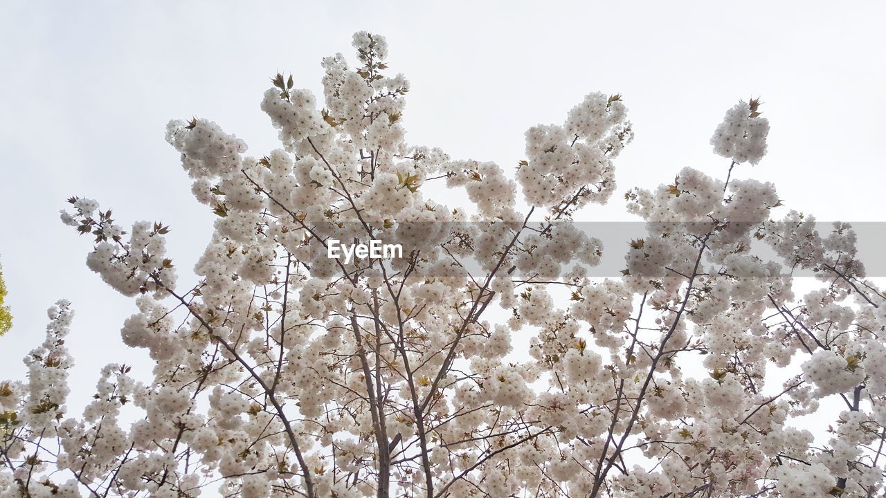 Low angle view of flower tree against sky