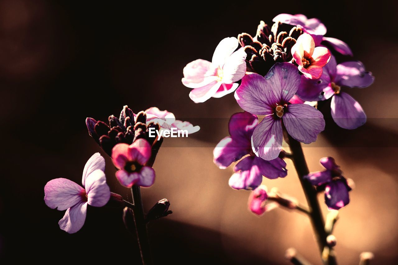 Close-up of pink flowers