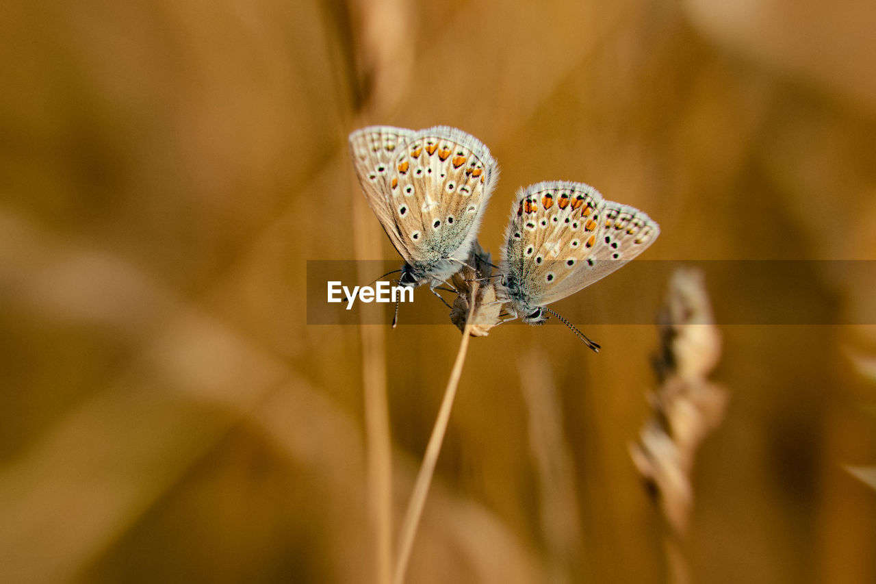 close-up of butterfly pollinating on flower