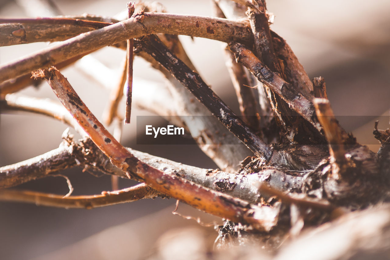 CLOSE-UP OF DRIED PLANT AGAINST SNOW