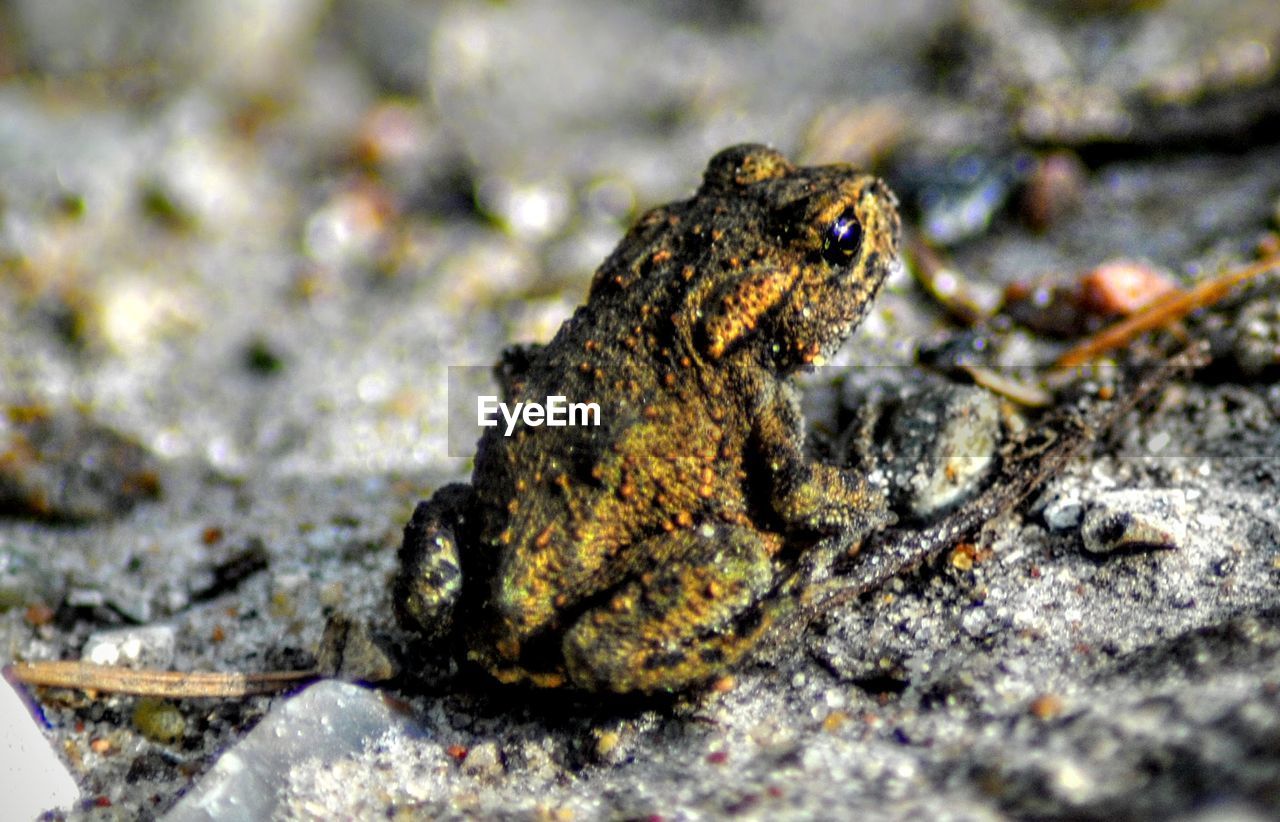 CLOSE-UP VIEW OF INSECT