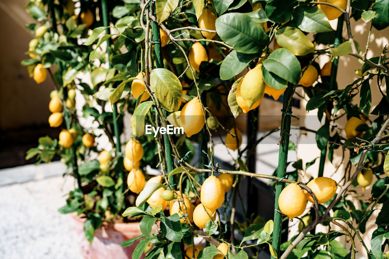 CLOSE-UP OF ORANGES GROWING ON TREE