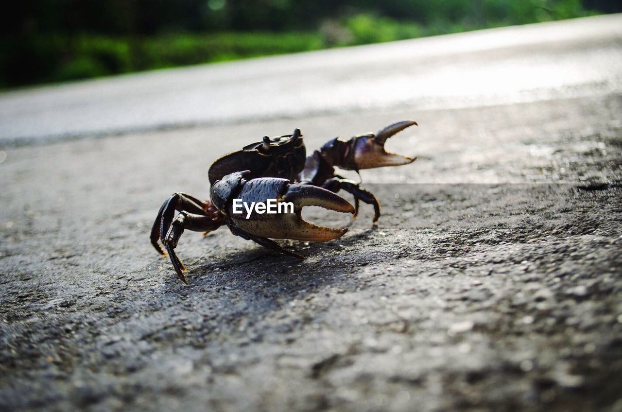 CLOSE-UP VIEW OF CRAB