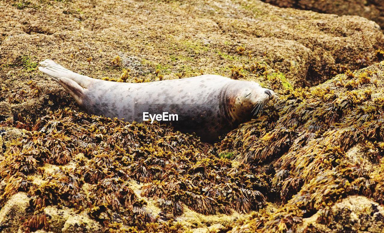 HIGH ANGLE VIEW OF ANIMAL ON ROCK