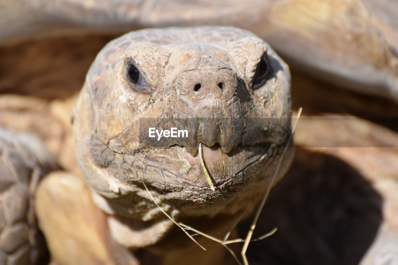 Close-up of a tortoise