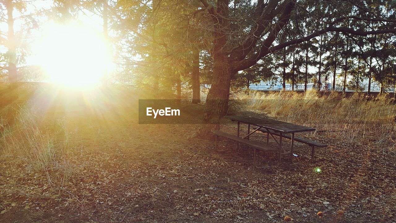 SUN SHINING THROUGH WET TREES