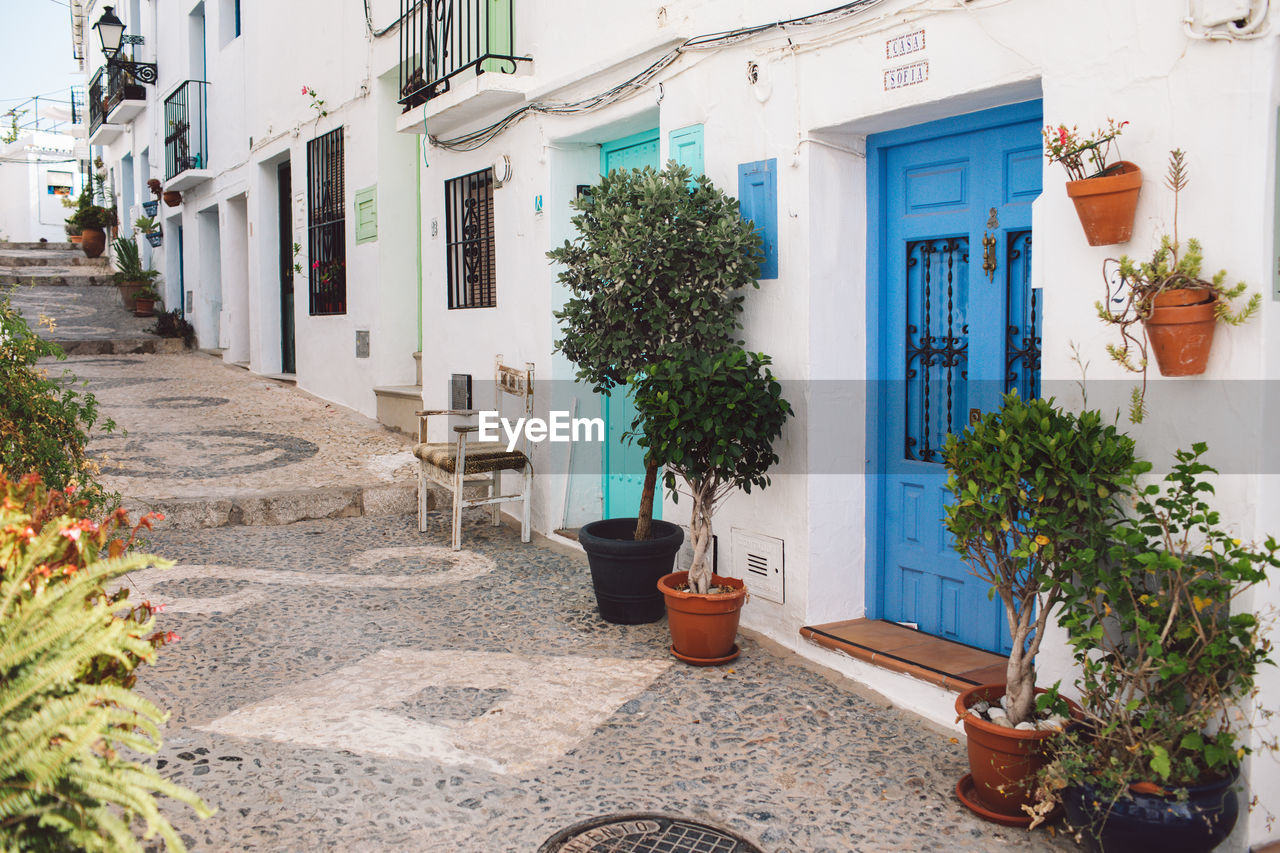 Potted plants on street by building