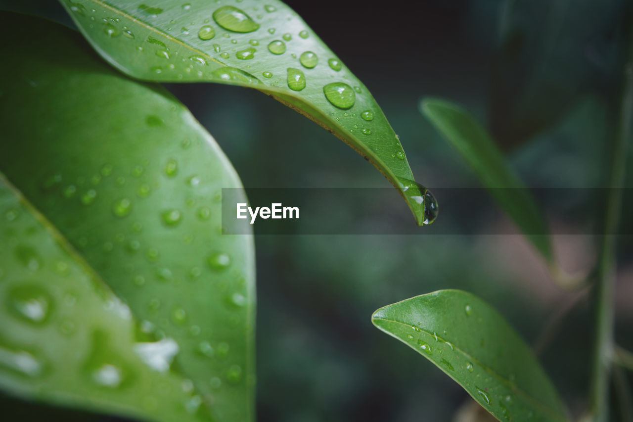 EyeEm Selects Beauty In Nature Blade Of Grass Close-up Day Dew Drop Focus On Foreground Freshness Green Color Growth Leaf Leaves Nature No People Outdoors Plant Plant Part Purity Rain RainDrop Rainy Season Vulnerability  Water Wet