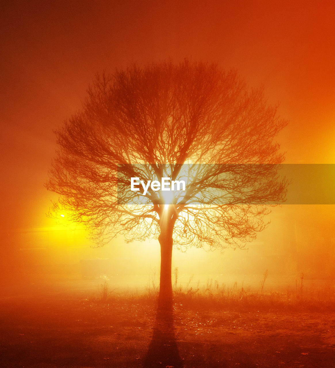 BARE TREES ON LANDSCAPE AT SUNSET