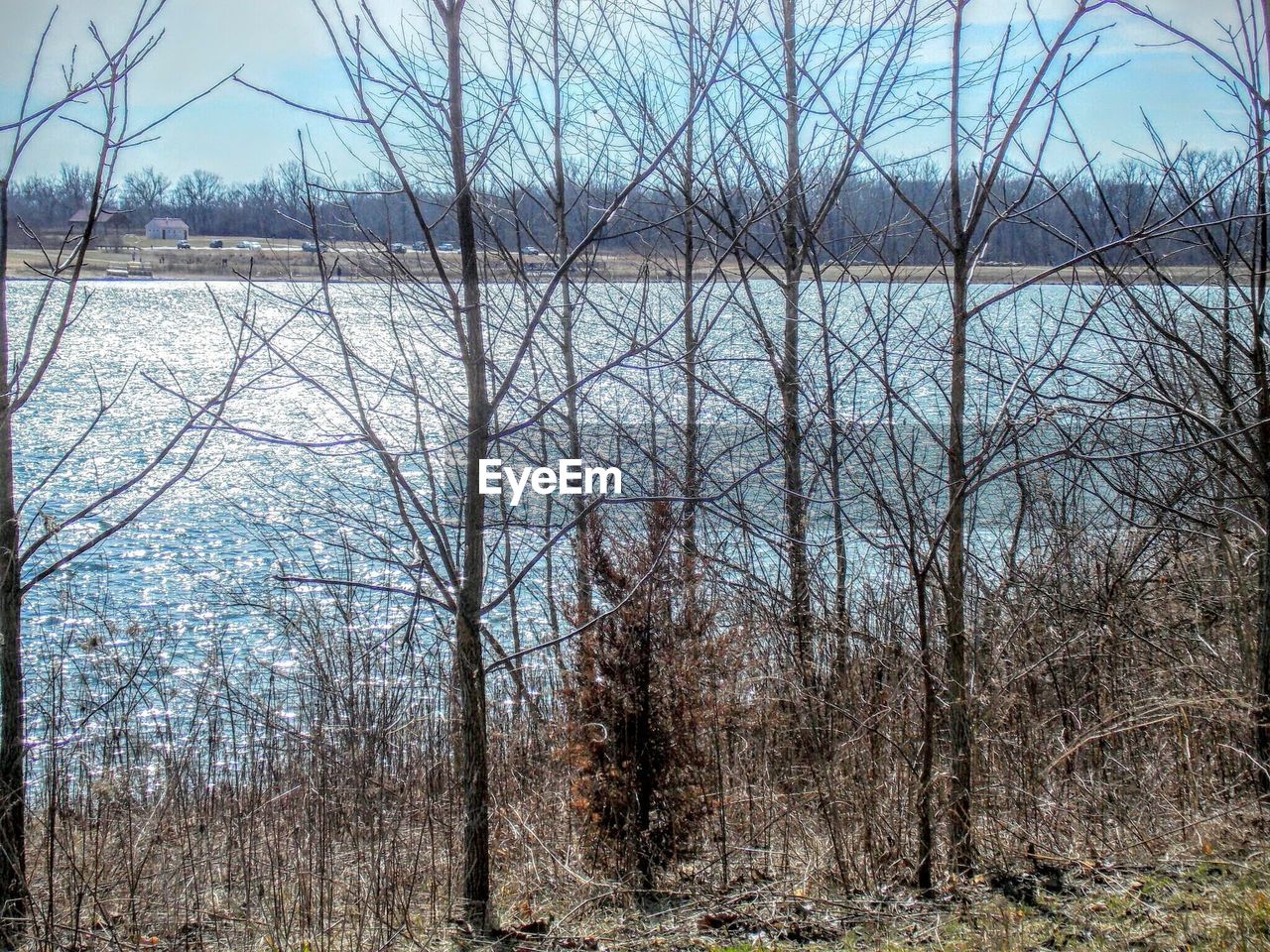 BARE TREES ON LAKESHORE