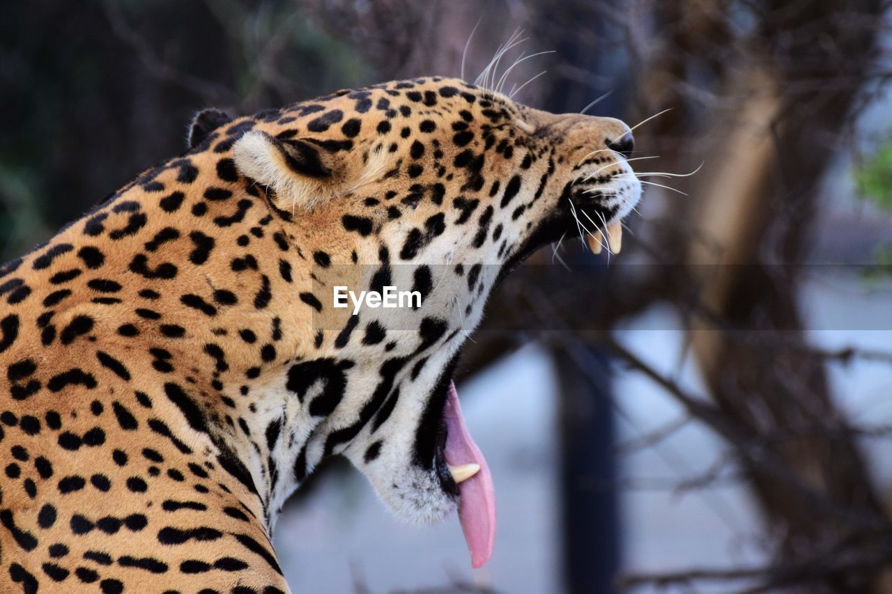 Close-up of leopard yawning