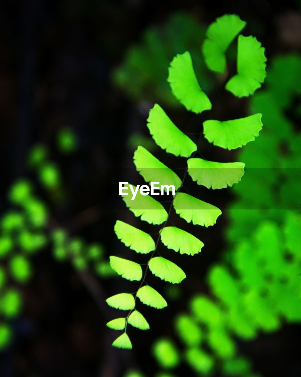 CLOSE-UP OF FERN LEAF